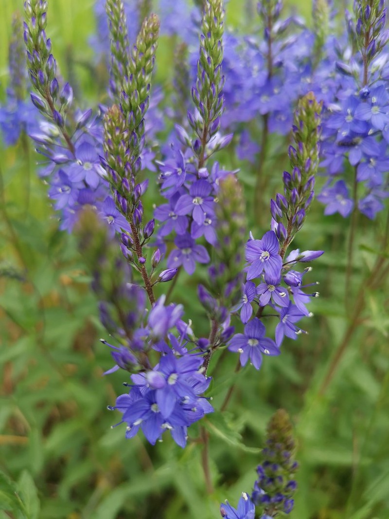 Veronica spicata subsp. spicata
