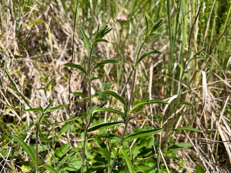 Veronica spicata subsp. spicata photo 2
