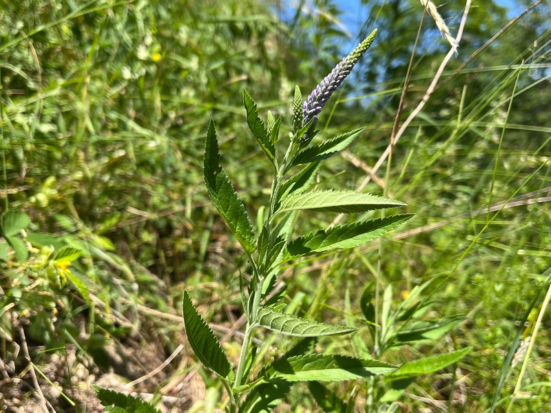 Veronica spicata subsp. spicata photo 3