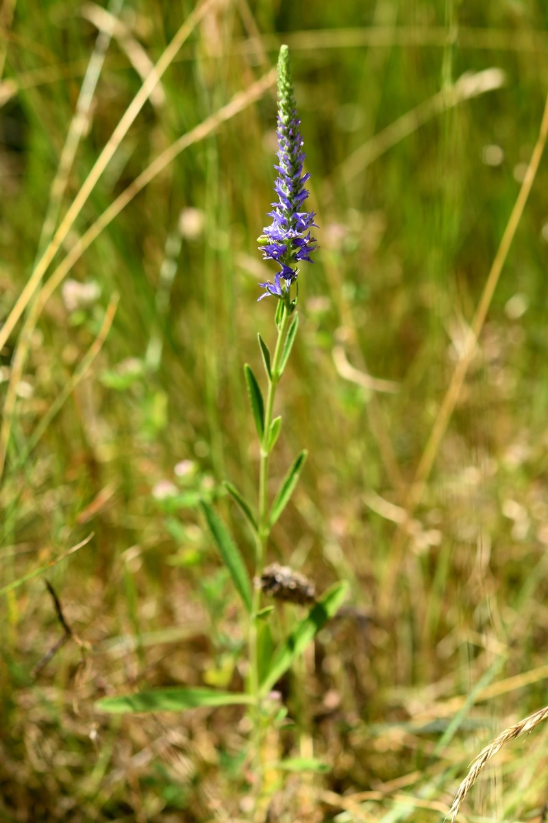Veronica spicata subsp. spicata photo 4