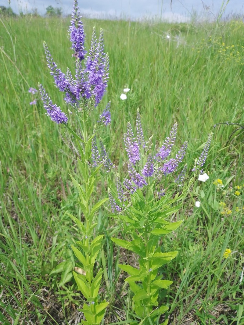Bastard Speedwell