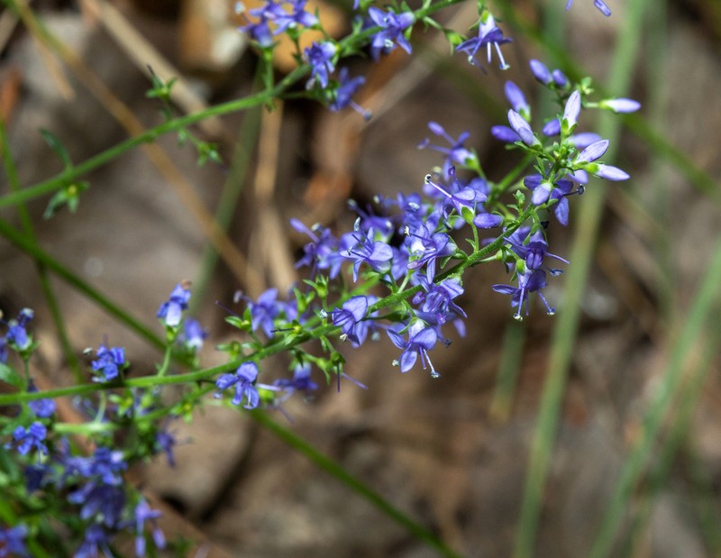 Bastard Speedwell photo 2