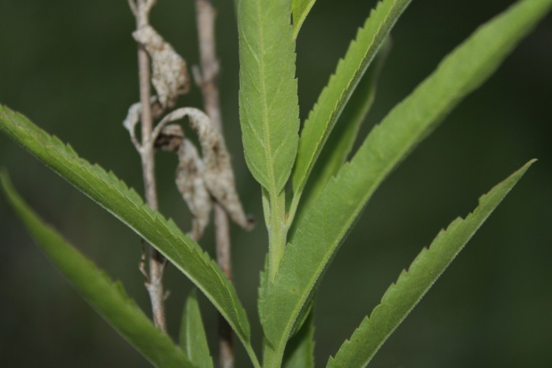 Bastard Speedwell photo 3