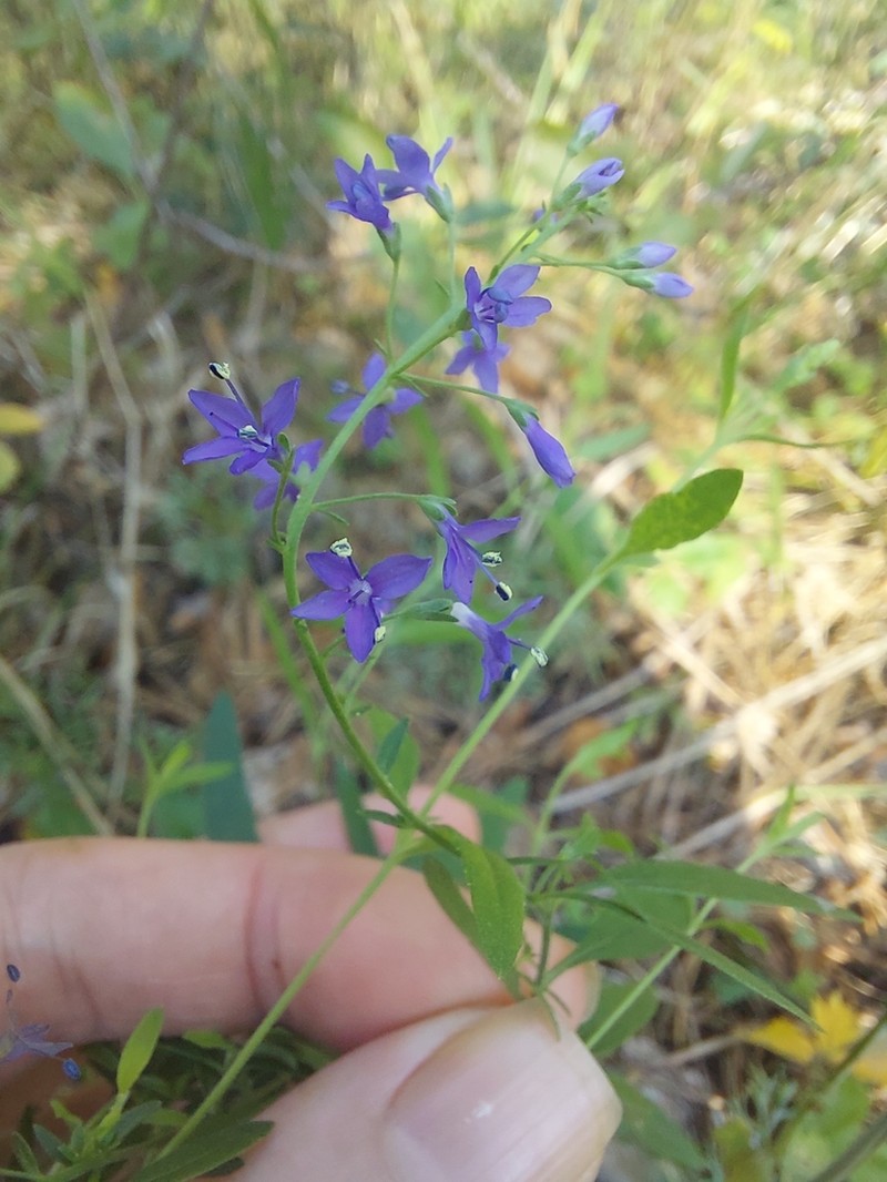 Bastard Speedwell photo 4