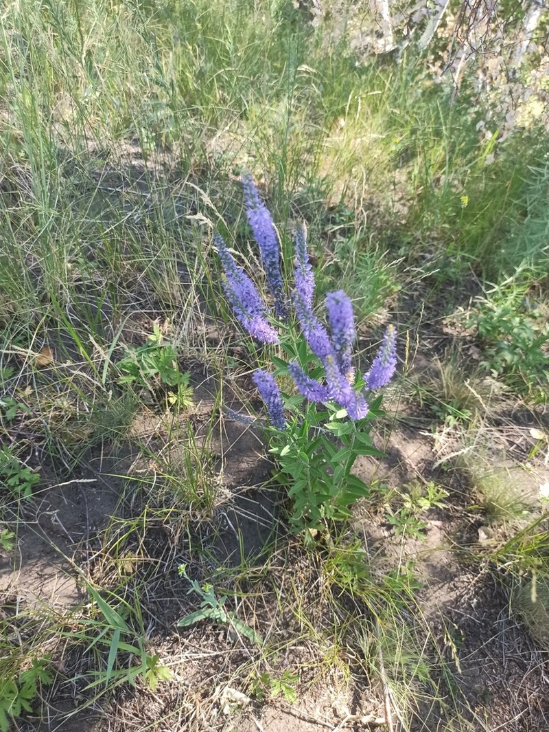 Bastard Speedwell photo 5