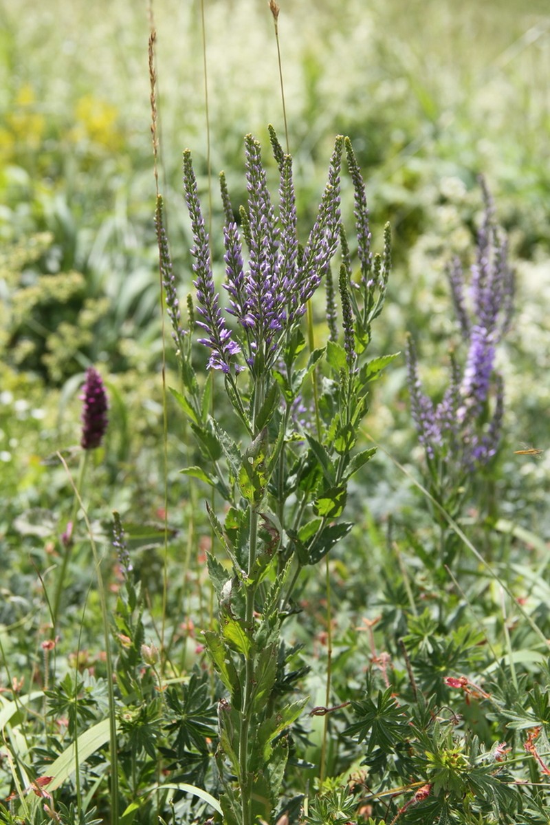 Bastard Speedwell photo 6