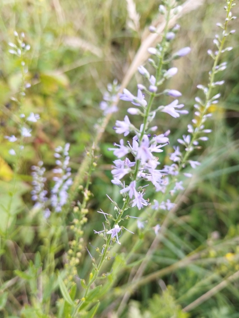 Bastard Speedwell photo 7