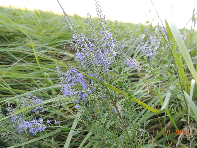 Bastard Speedwell photo 8