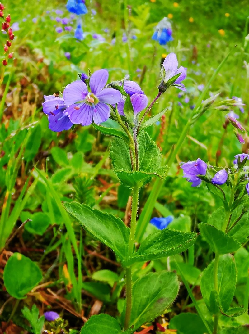 Veronica stelleri photo 2