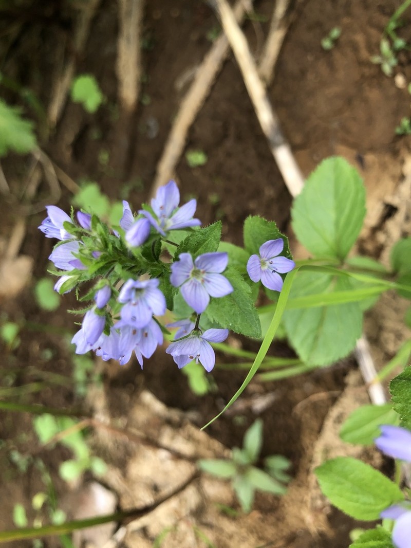 Veronica stelleri photo 3