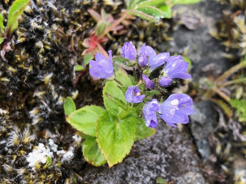 Veronica stelleri photo 4