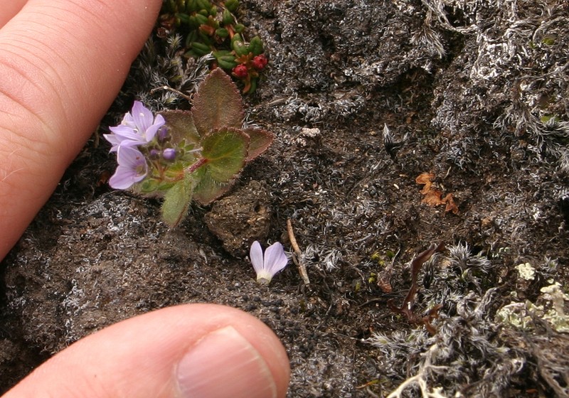 Veronica stelleri photo 5