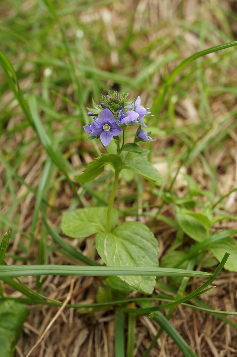 Veronica stelleri photo 6