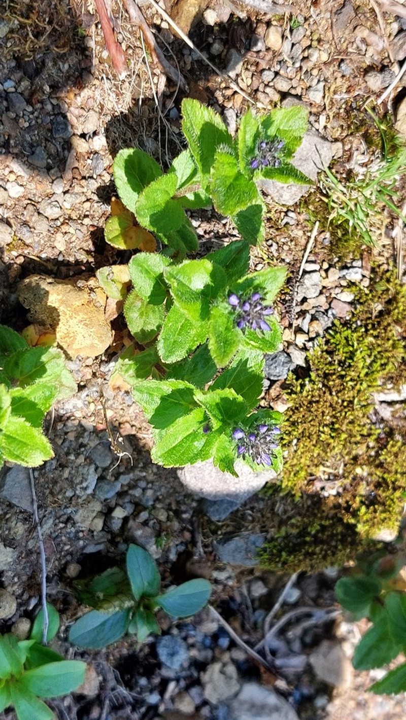 Veronica stelleri photo 7
