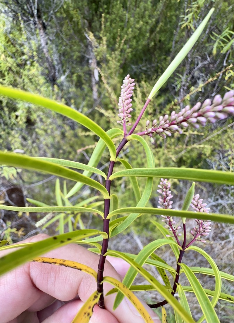 Veronica stenophylla