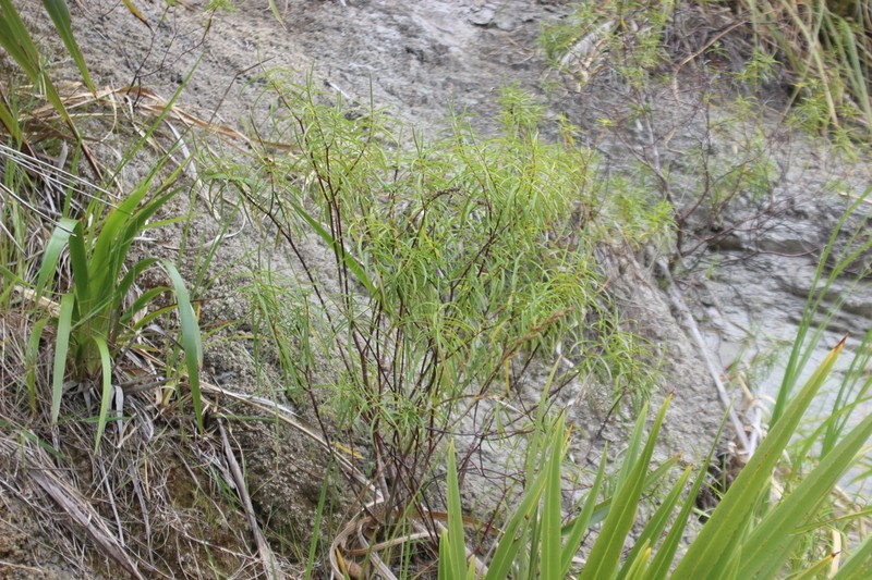 Veronica stenophylla photo 4