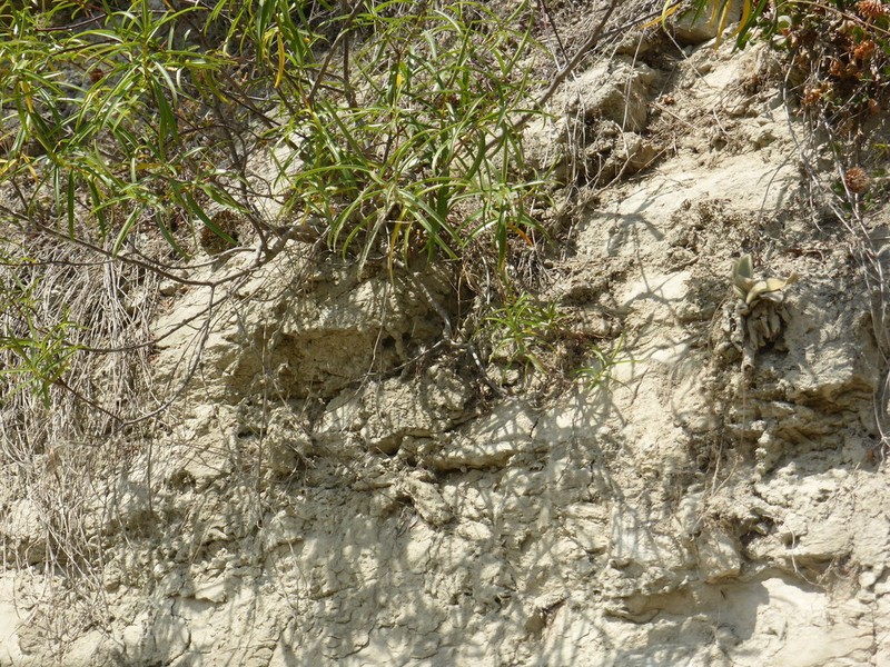 Veronica stenophylla photo 5