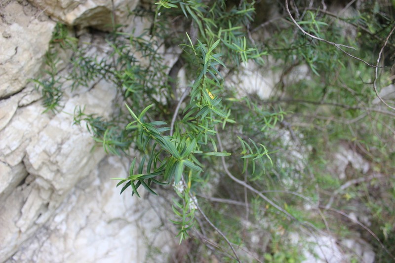 Veronica stenophylla photo 6