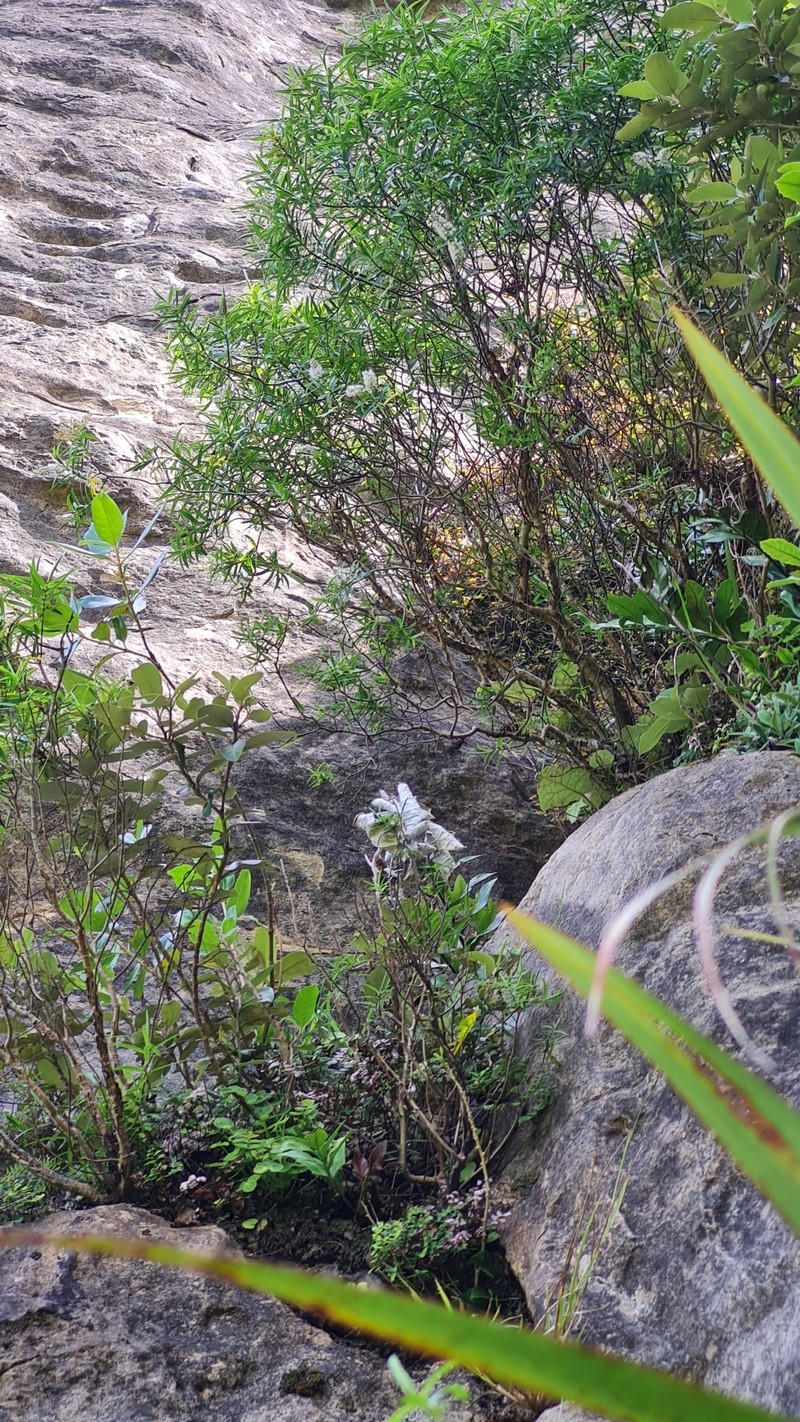 Veronica stenophylla var. hesperia