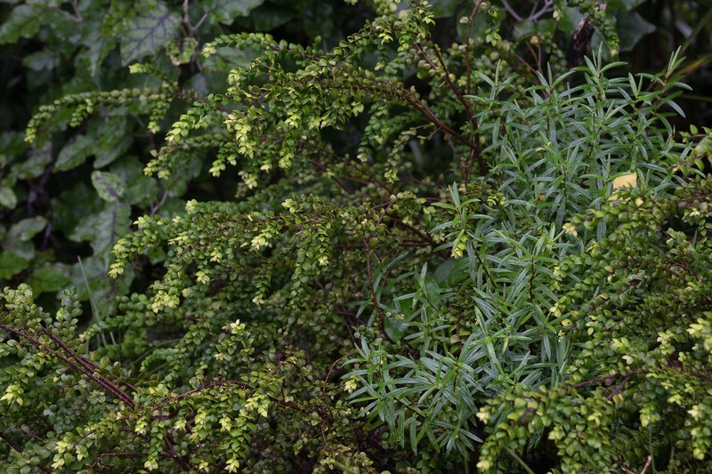 Veronica stenophylla var. hesperia photo 2
