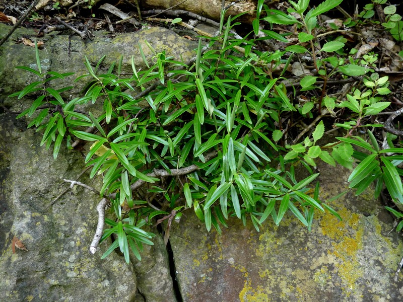 Veronica stenophylla var. hesperia photo 3