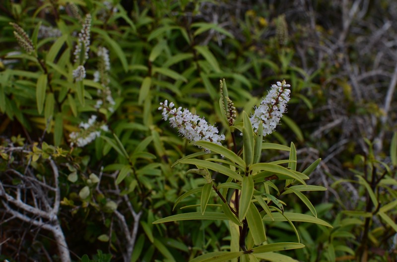 Veronica stenophylla var. hesperia photo 4