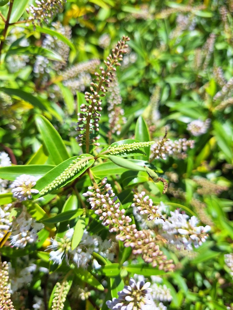 Veronica stenophylla var. oliveri