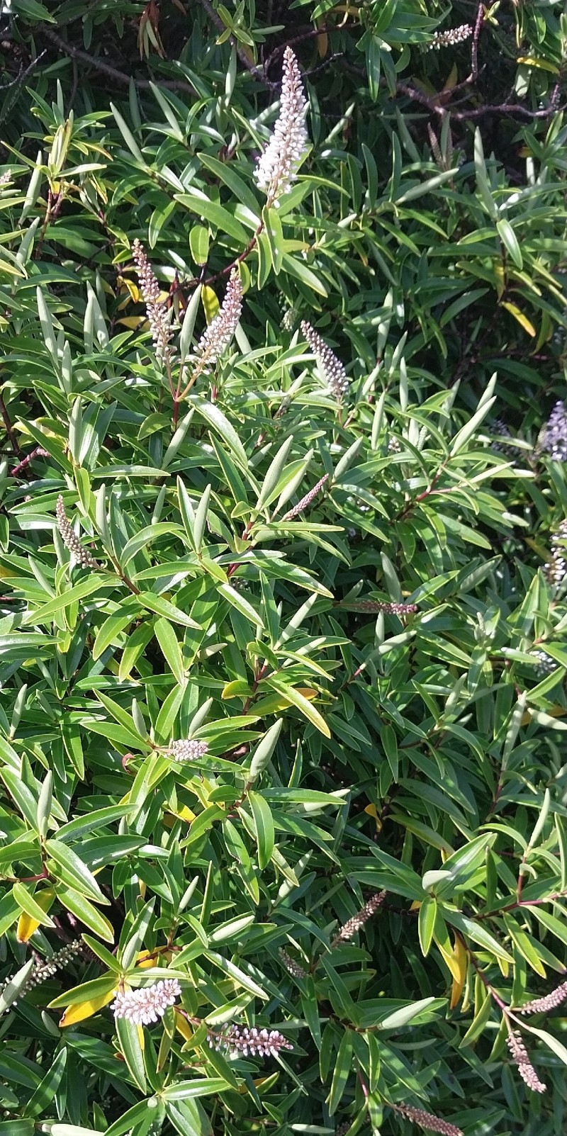 Veronica stenophylla var. oliveri photo 2