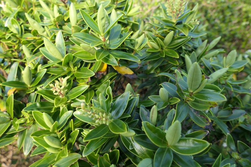 Veronica stenophylla var. oliveri photo 3
