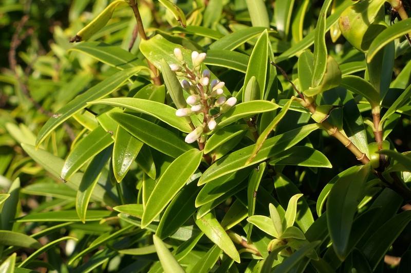 Veronica stenophylla var. oliveri photo 4
