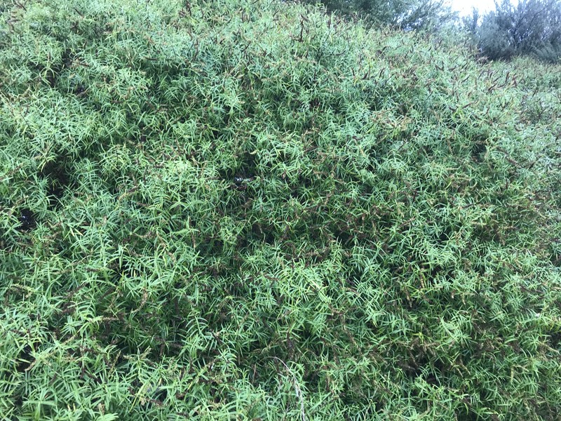 Veronica stenophylla var. stenophylla