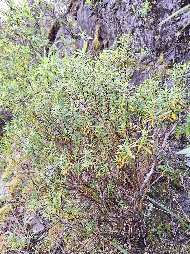 Veronica stenophylla var. stenophylla photo 4