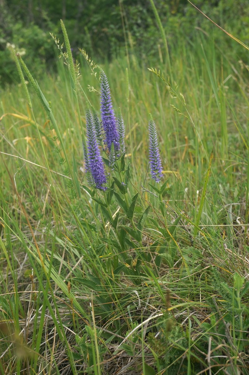 Veronica steppacea