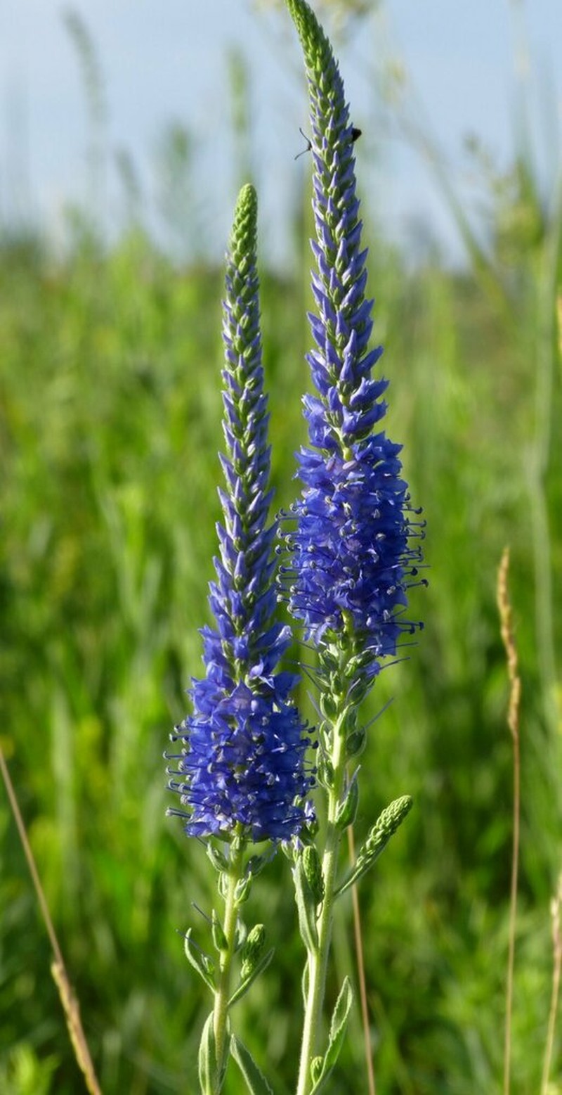 Veronica steppacea photo 2