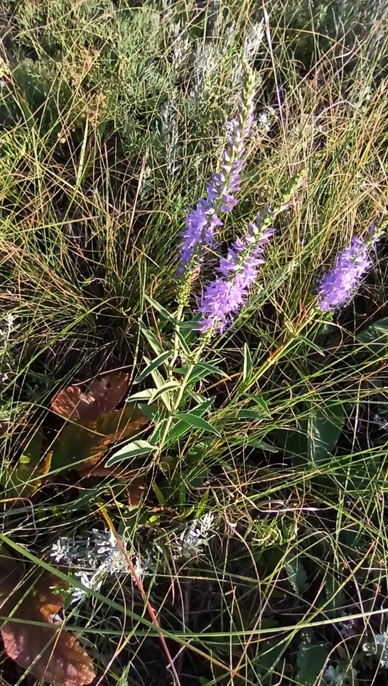 Veronica steppacea photo 3