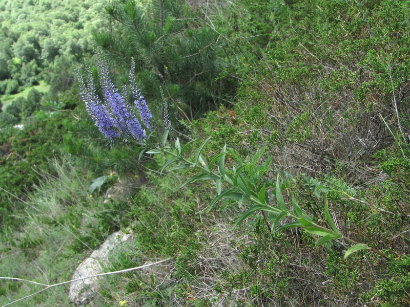 Veronica steppacea photo 4