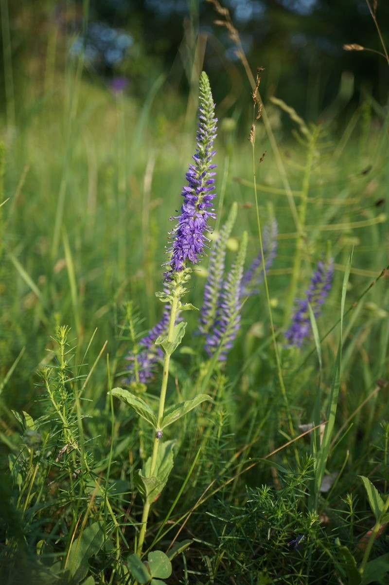 Veronica steppacea photo 5