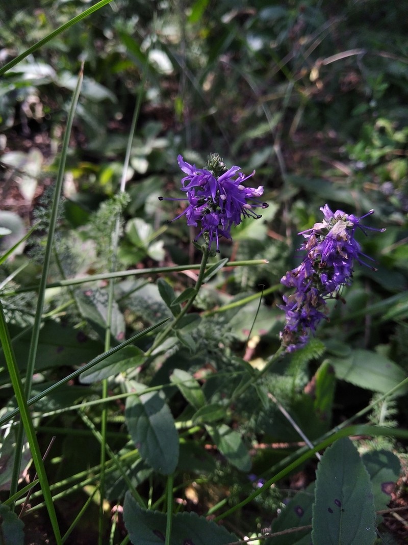 Veronica steppacea photo 6