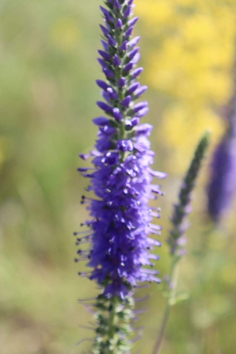 Veronica steppacea photo 7