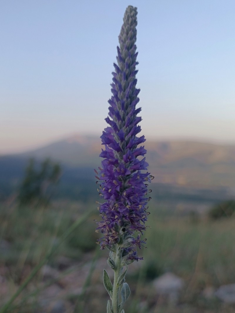 Veronica steppacea photo 8