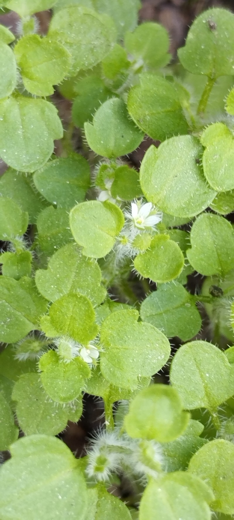 Veronica stewartii photo 2