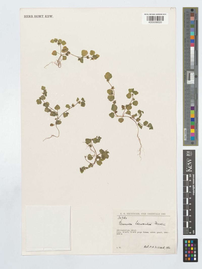 Veronica stewartii photo 3