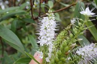 Veronica stricta