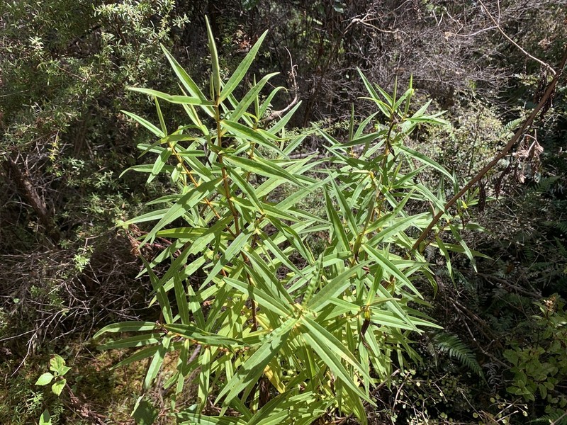 Veronica stricta photo 2
