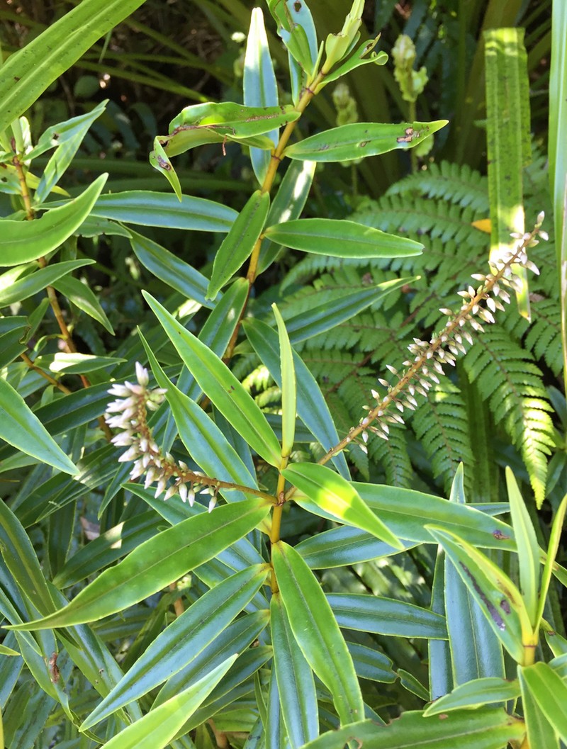 Veronica stricta photo 3