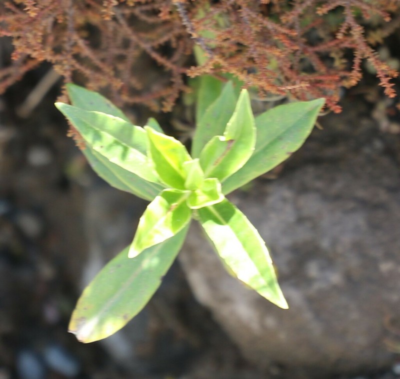 Veronica stricta photo 5