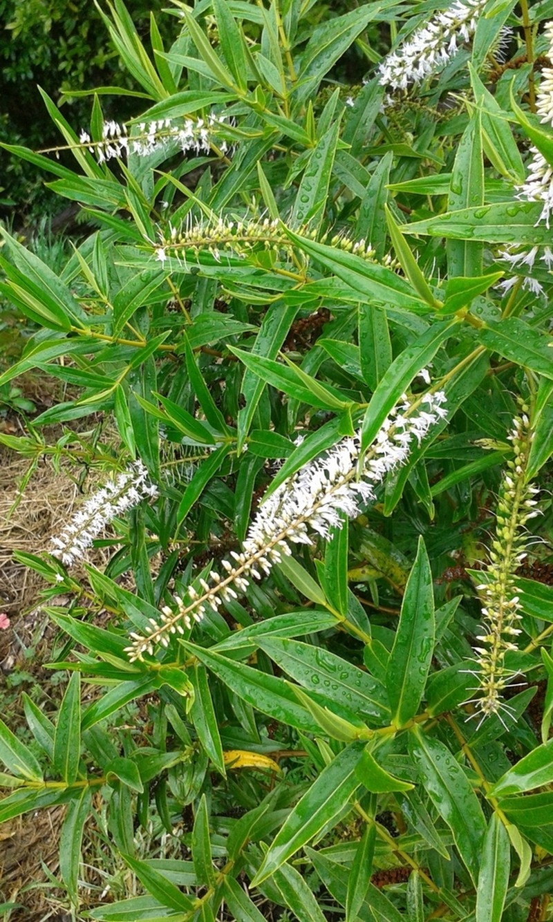 Veronica stricta photo 8