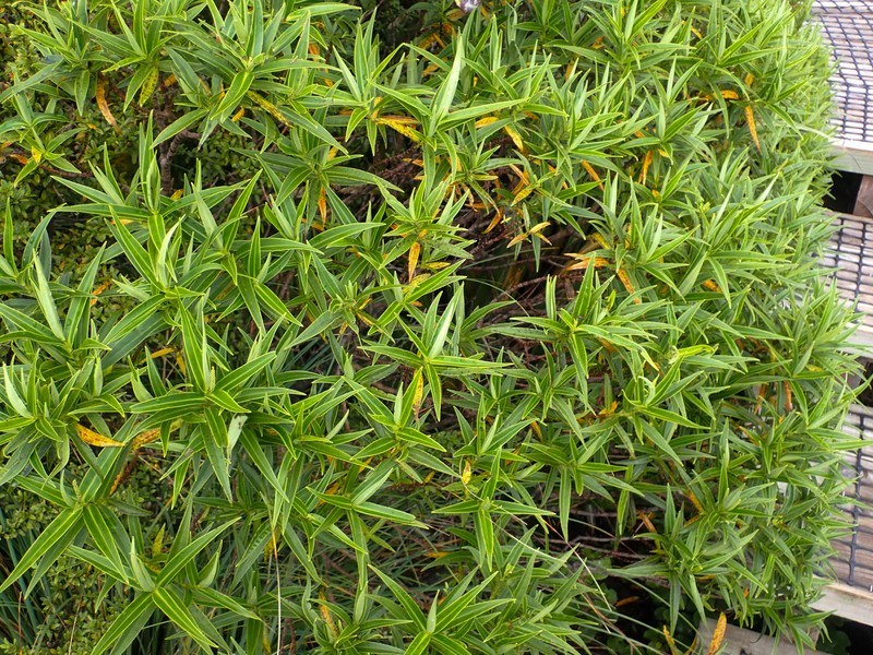 Veronica stricta var. egmontiana photo 2