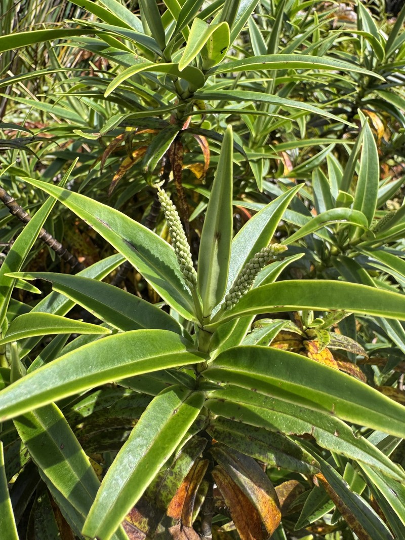 Veronica stricta var. egmontiana photo 3