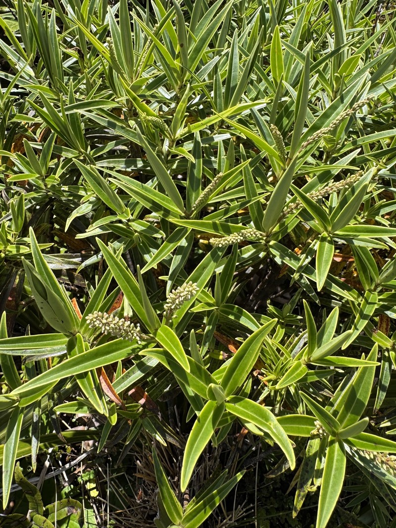 Veronica stricta var. egmontiana photo 4